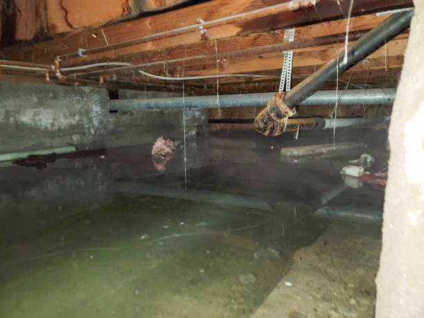 Best 24/7 water damage repair  in Loveland Park, OH