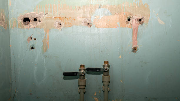 Best Mold removal after water damage  in Loveland Park, OH