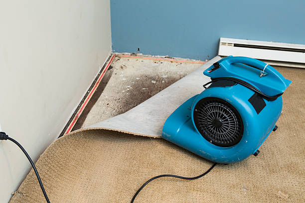 Best Basement water damage restoration  in Loveland Park, OH